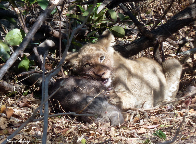 Lion Cub on Warthog Kill